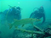 Schnorcheln und Tauchen am Klopeiner See © Fotograf Leo Helmreich