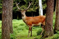 Wildpark Klopein Strandpension Waldperle - Ausflugsziel Wildgatter Klopein